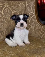 Blue eyed Black Parti Runt Boy, a male Miniature Schnauzer for sale in The Rock, GA – Photo 6 of 7