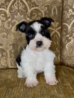 Blue eyed Black Parti Runt Boy, a male Miniature Schnauzer for sale in The Rock, GA – Photo 2 of 7