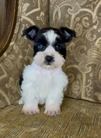 Blue eyed Black Parti Runt Boy, a male Miniature Schnauzer for sale in The Rock, GA – Photo 1 of 7