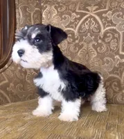 Black Parti Boy #1, a male Miniature Schnauzer for sale in The Rock, GA – 5 of 8