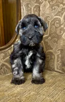 Blue eyed Dark S&P Boy #1, a male Miniature Schnauzer for sale in The Rock, GA – 3 of 7
