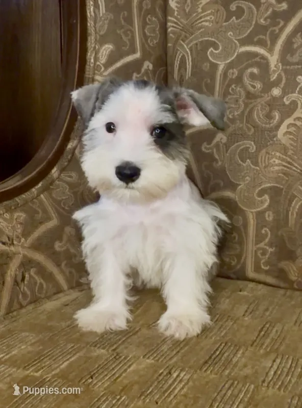 S&P Parti Girl – Miniature Schnauzer puppy for sale in The Rock, GA