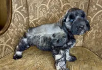 Blue eyed Dark S&P Boy #1, a male Miniature Schnauzer for sale in The Rock, GA – 7 of 7