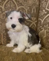 S&P Parti Girl, a female Miniature Schnauzer for sale in The Rock, GA – 3 of 5
