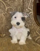 S&P Parti Girl, a female Miniature Schnauzer for sale in The Rock, GA – 5 of 5
