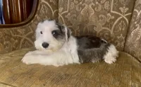 S&P Parti Girl, a female Miniature Schnauzer for sale in The Rock, GA – 4 of 5