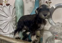Black & Silver Boy 3, a male Miniature Schnauzer for sale in The Rock, GA – 2 of 8