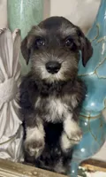 Black & Silver Boy 3, a male Miniature Schnauzer for sale in The Rock, GA – 5 of 8