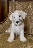 Platinum Boy, a male Miniature Schnauzer for sale in The Rock, GA – 6 of 6
