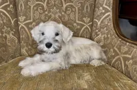 Platinum Boy, a male Miniature Schnauzer for sale in The Rock, GA – 5 of 6