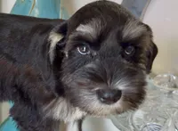Black & Silver Girl, a female Miniature Schnauzer for sale in The Rock, GA – 3 of 8