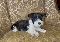 Black Parti Boy #2, a male Miniature Schnauzer for sale in The Rock, GA – 2 of 6