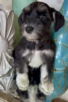 Black & Silver Girl, a female Miniature Schnauzer for sale in The Rock, GA – 4 of 8
