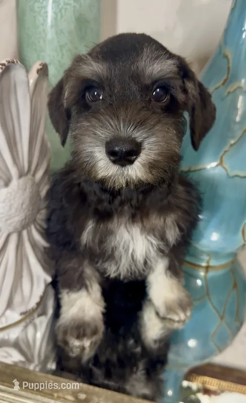 Black & Silver Boy 3 – Miniature Schnauzer puppy for sale in The Rock, GA