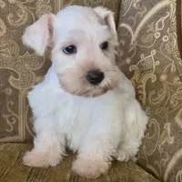 White wheaten Boy, a male Miniature Schnauzer for sale in The Rock, GA – Photo 6 of 6