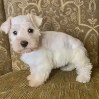 White wheaten Boy, a male Miniature Schnauzer for sale in The Rock, GA – Photo 4 of 6