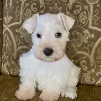 White wheaten Boy, a male Miniature Schnauzer for sale in The Rock, GA – Photo 5 of 6
