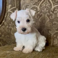 White wheaten Boy, a male Miniature Schnauzer for sale in The Rock, GA – Photo 2 of 6
