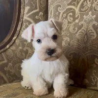 White wheaten Boy, a male Miniature Schnauzer for sale in The Rock, GA – Photo 3 of 6