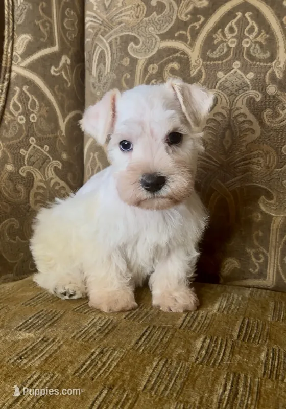 White wheaten Boy