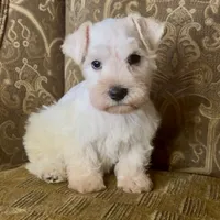 White wheaten Boy, a male Miniature Schnauzer for sale in The Rock, GA – Photo 1 of 6