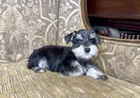 Black & Silver Girl, a female Miniature Schnauzer for sale in The Rock, GA – 2 of 5