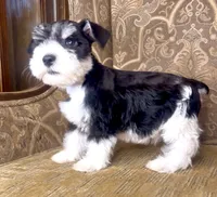 Black Parti Boy #1, a male Miniature Schnauzer for sale in The Rock, GA – 7 of 8