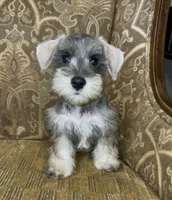 Salt & Pepper Boy, a male Miniature Schnauzer for sale in The Rock, GA – 3 of 7