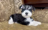 Black Parti Boy #1, a male Miniature Schnauzer for sale in The Rock, GA – 6 of 8