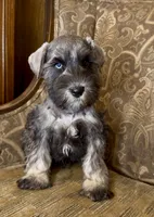 Blue eyed S&P Boy #2, a male Miniature Schnauzer for sale in The Rock, GA – 3 of 7