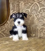 Black Parti Boy #1, a male Miniature Schnauzer for sale in The Rock, GA – 8 of 8
