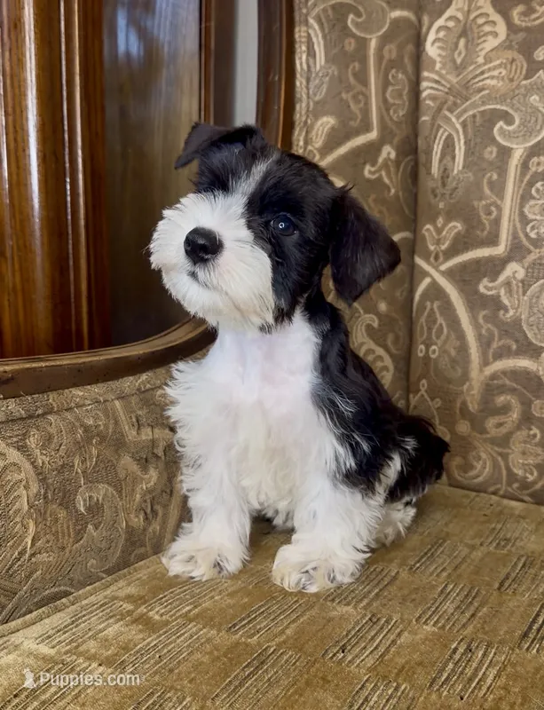 Black Parti Boy #2 – Miniature Schnauzer puppy for sale in The Rock, GA