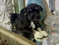 Black Tuxedo Boy 1, a male Miniature Schnauzer for sale in The Rock, GA – 1 of 8