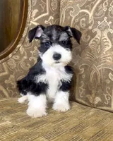 Black Parti Boy #1, a male Miniature Schnauzer for sale in The Rock, GA – 3 of 8