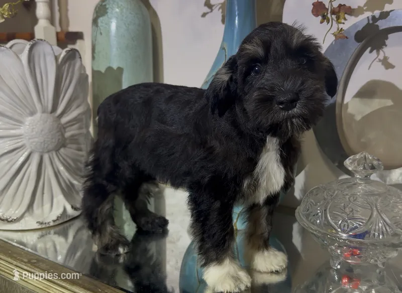 Black Tuxedo Boy 1 – Miniature Schnauzer puppy for sale in The Rock, GA