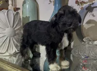 Black Tuxedo Boy 1, a male Miniature Schnauzer for sale in The Rock, GA – 4 of 8