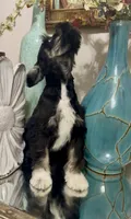 Black Tuxedo Boy 1, a male Miniature Schnauzer for sale in The Rock, GA – 3 of 8