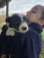 Tulip, a female Border Collie for sale in Konawa, OK – Photo 5 of 10