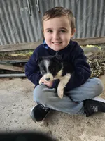 Tulip, a female Border Collie for sale in Konawa, OK – Photo 2 of 10