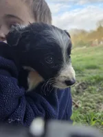 Tulip, a female Border Collie for sale in Konawa, OK – Photo 4 of 10