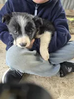 Tulip, a female Border Collie for sale in Konawa, OK – Photo 10 of 10
