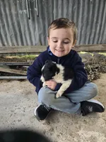 Tulip, a female Border Collie for sale in Konawa, OK – Photo 9 of 10