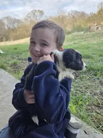 Tulip, a female Border Collie for sale in Konawa, OK – Photo 8 of 10