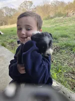 Tulip, a female Border Collie for sale in Konawa, OK – Photo 7 of 10