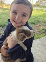 Charlie, a male Border Collie for sale in Konawa, OK – Photo 6 of 10