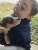 Charlie, a male Border Collie for sale in Konawa, OK – Photo 7 of 10