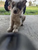 Charlie, a male Border Collie for sale in Konawa, OK – Photo 9 of 10