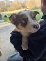 Charlie, a male Border Collie for sale in Konawa, OK – Photo 8 of 10