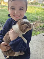 Charlie, a male Border Collie for sale in Konawa, OK – Photo 4 of 10