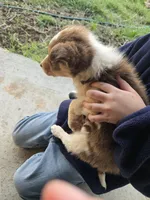 Charlie, a male Border Collie for sale in Konawa, OK – Photo 2 of 10